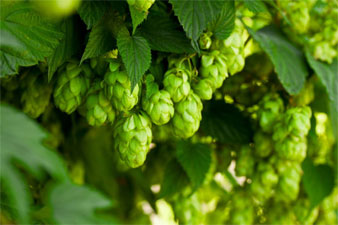 Le Houblon pour faire sa bière