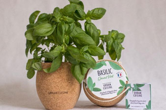 kit basilic en pot